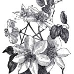 Clematis Web Preview