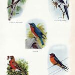 Common Birds Of Farm Wood Vintage Ephemera Webres