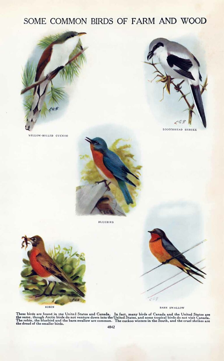 Vintage Common Birds of Farm and Wood Encyclopedia Book Page Ephemera