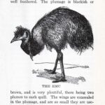 Emu Ephemera Web