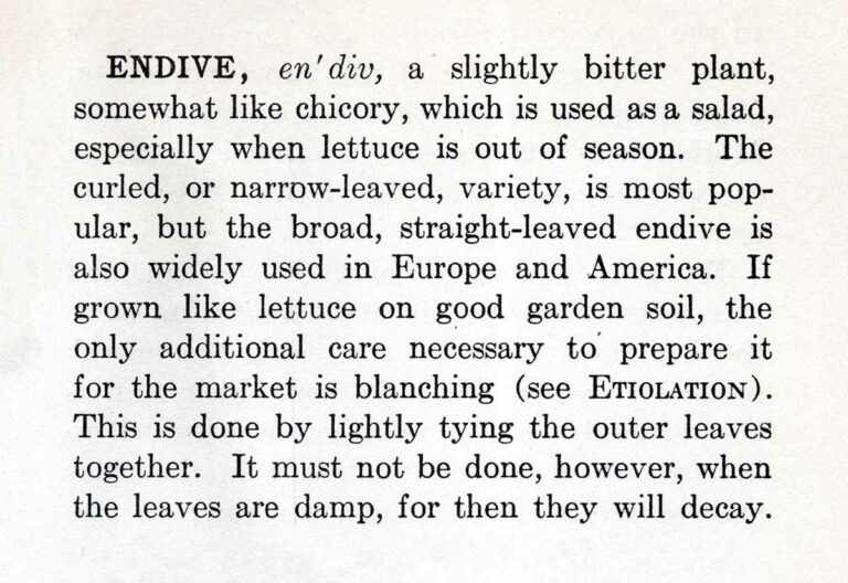 Endive Definition Vintage Ephemera
