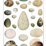North American Bird Eggs Webres