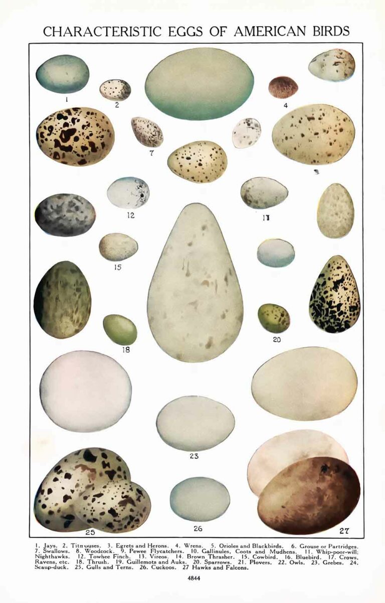 Vintage Bird Eggs Encyclopedia Book Page Ephemera