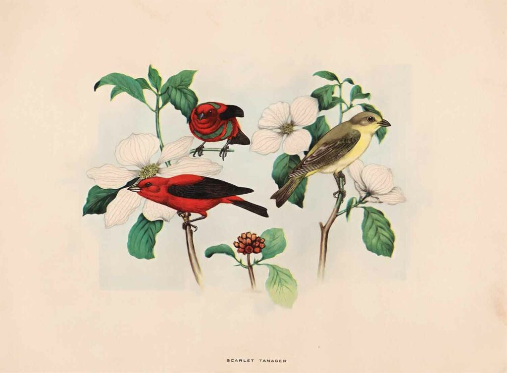 Scarlet Tanager Web