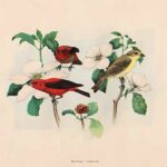 Scarlet Tanager Web