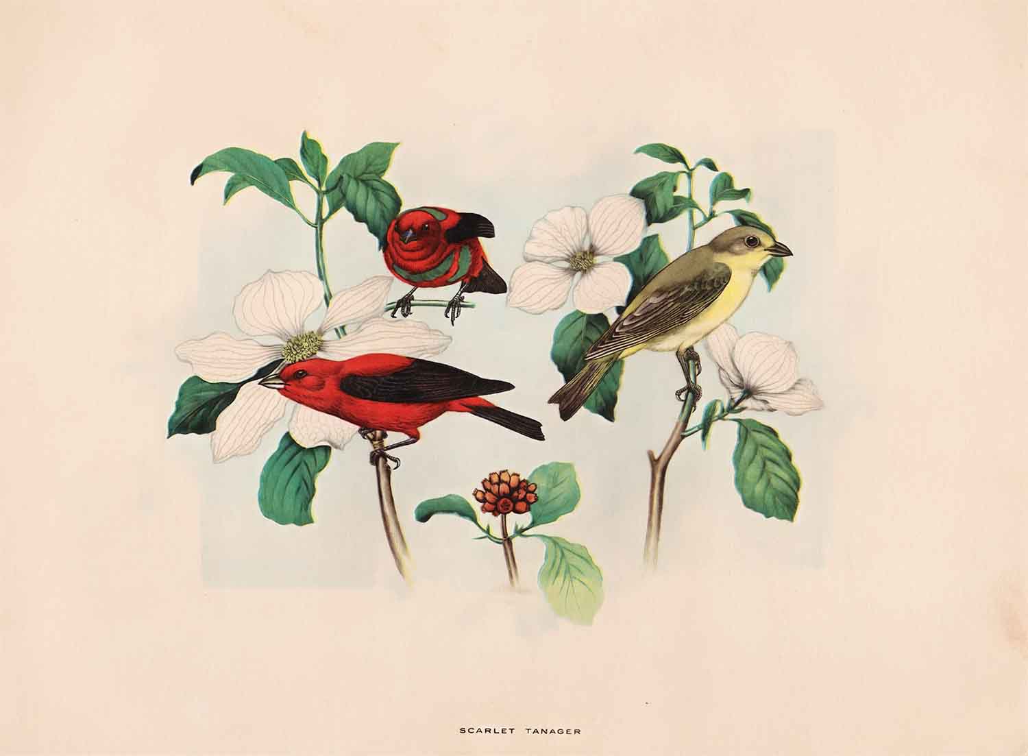 Scarlet Tanager Web