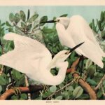 Snowy Heron Vintage Watercolor Illustration Web