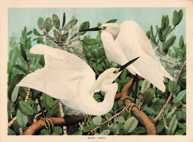 Snowy Heron Watercolor Painting by Rex Brasher Vintage Lithograph Image