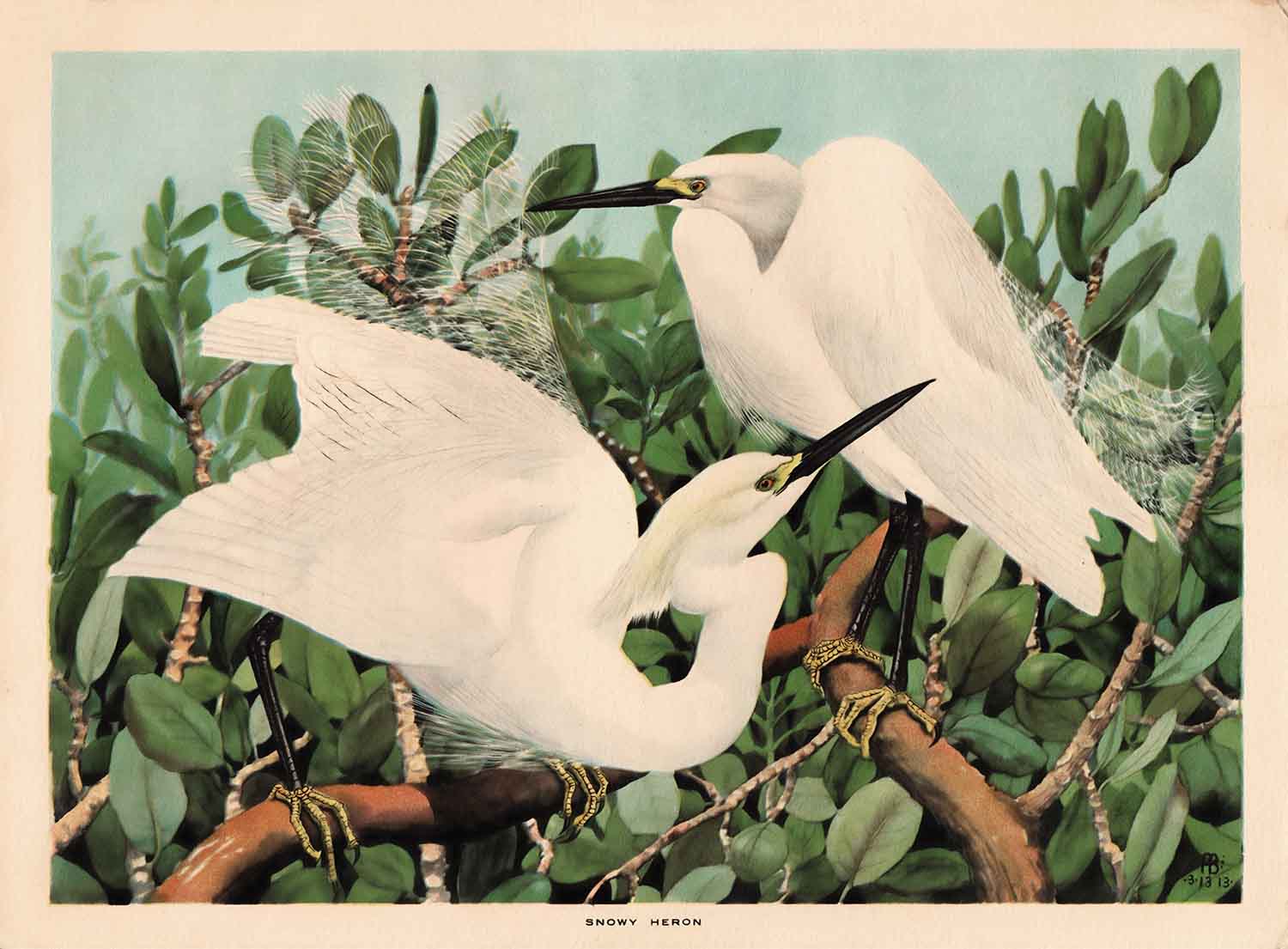Snowy Heron Vintage Watercolor Illustration Web