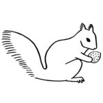 Squirrel Web