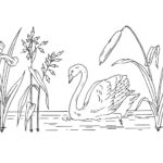 Swan Pond Line Art Web
