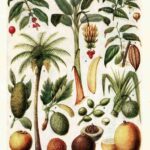 Tropical Fruits Vintage Illustrations Page Webres
