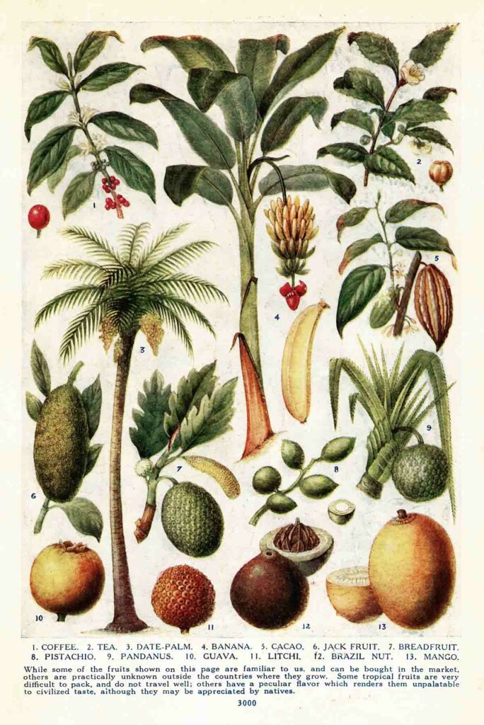 Tropical Fruits Vintage Illustrations Page Webres