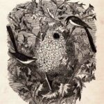 Victorian Birds Illustration Web
