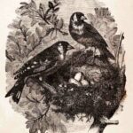Victorian Birds Nest Web