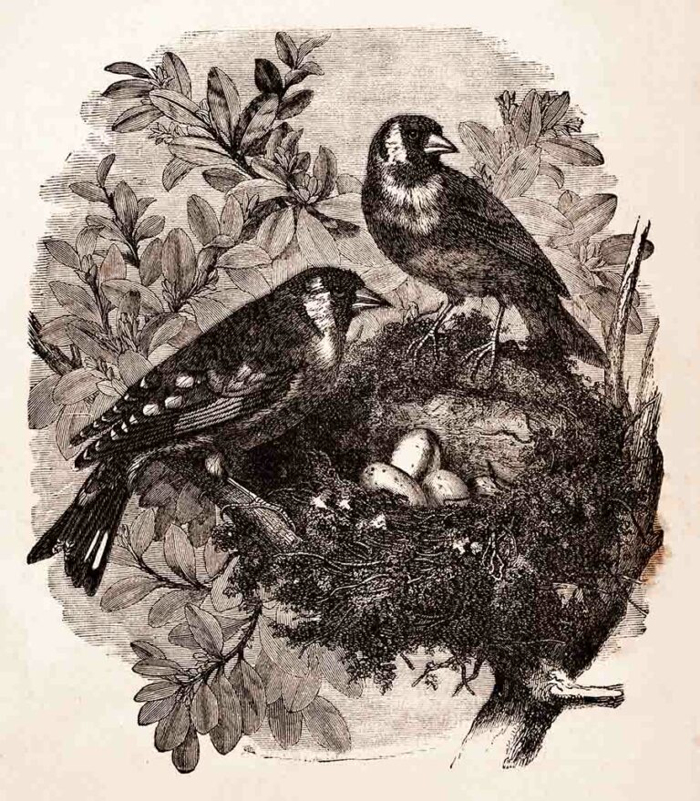 Victorian Birds in Their Nest Vintage Line Art Illustration Ephemera
