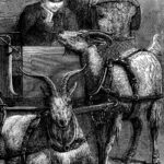 Victorian Boy Goats Websize