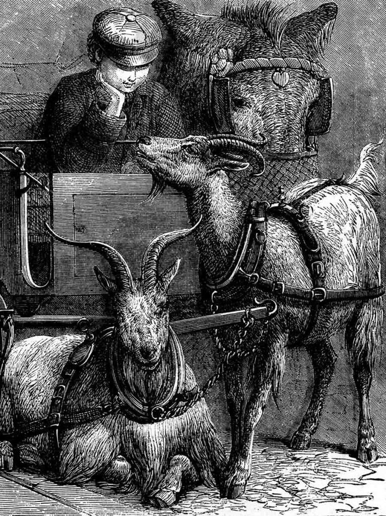 Victorian Boy Goats Websize