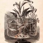 Victorian Fish Aquarium Ephemera Web