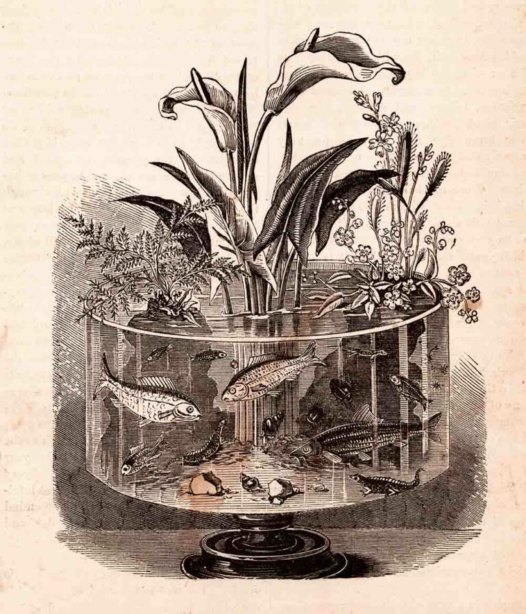 Victorian Fish Aquarium Line Art Illustration Ephemera