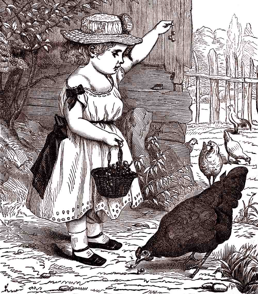 Victorian Girl Feeding Chicken Web