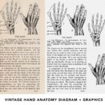 Vintage Hand Anatomy Preview