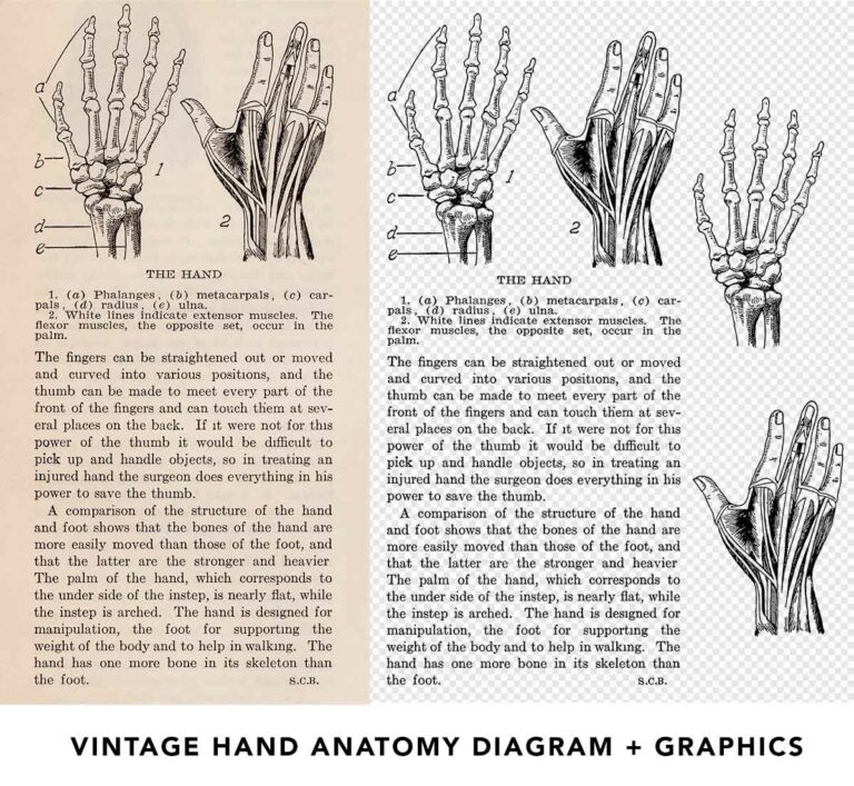 Vintage Hand Diagram Illustration Ephemera and Line Art Illustration