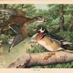Wood Duck Vintage Watercolor Illustration Web