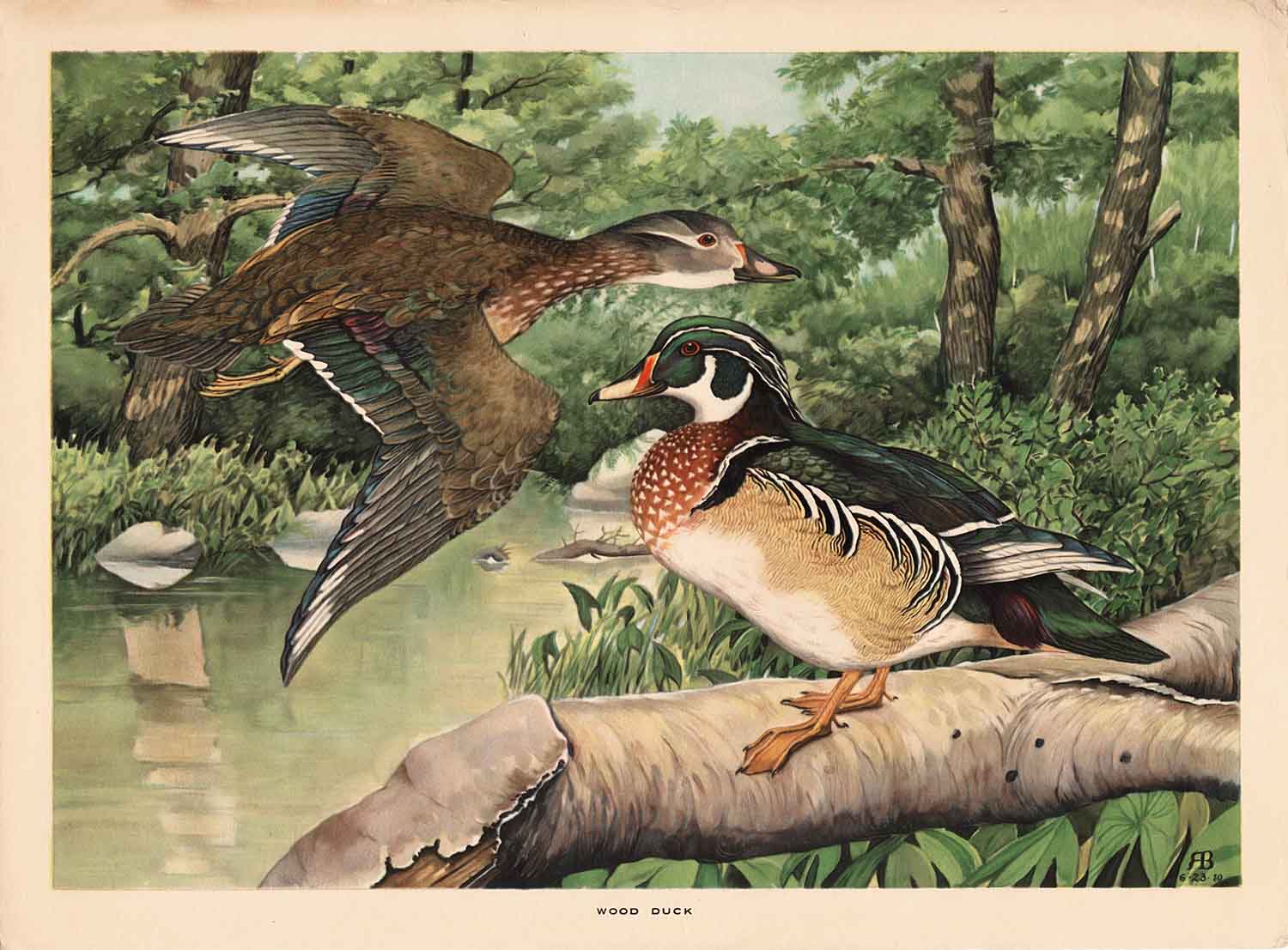 Wood Duck Vintage Watercolor Illustration Web