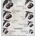 1926 Cherry Production Web