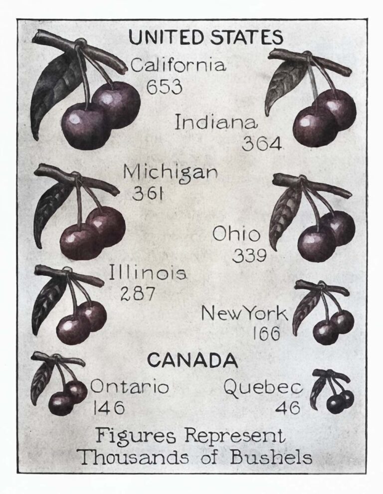 1926 Cherry Production Infographic