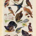 Birds Of Northern Hemisphere Web