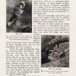 Blue Jay Vintage Ephemera Mentor P2