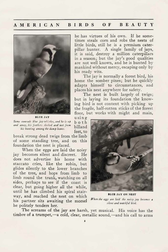 Blue Jay Vintage Ephemera Mentor P2