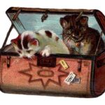 Cat Suitcase Web