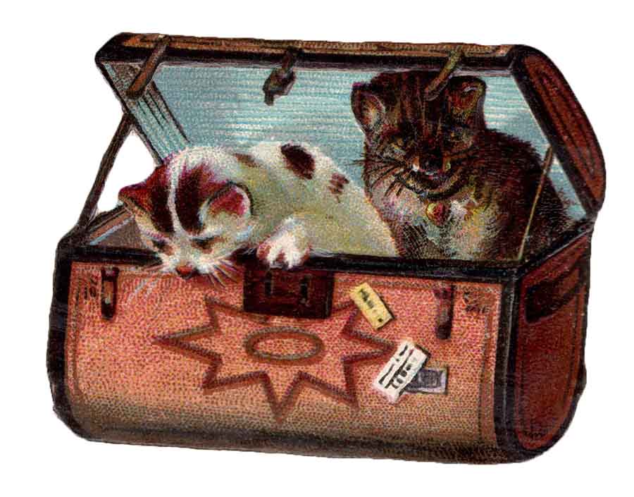 Cat Suitcase Web