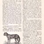 Cheeta Cheltenham Wb1292 Web