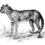 Cheetah Web