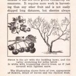 Cherry Tree Blossom Illustration Ephemera Web