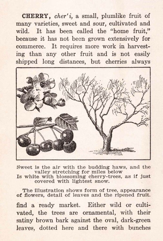 Cherry Tree Blossom Illustration Ephemera Web