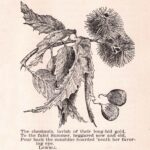 Chestnuts Illustration Web