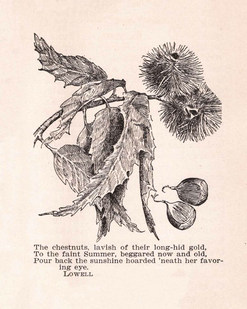 Chestnuts Illustration Web