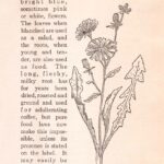 Chicory Web