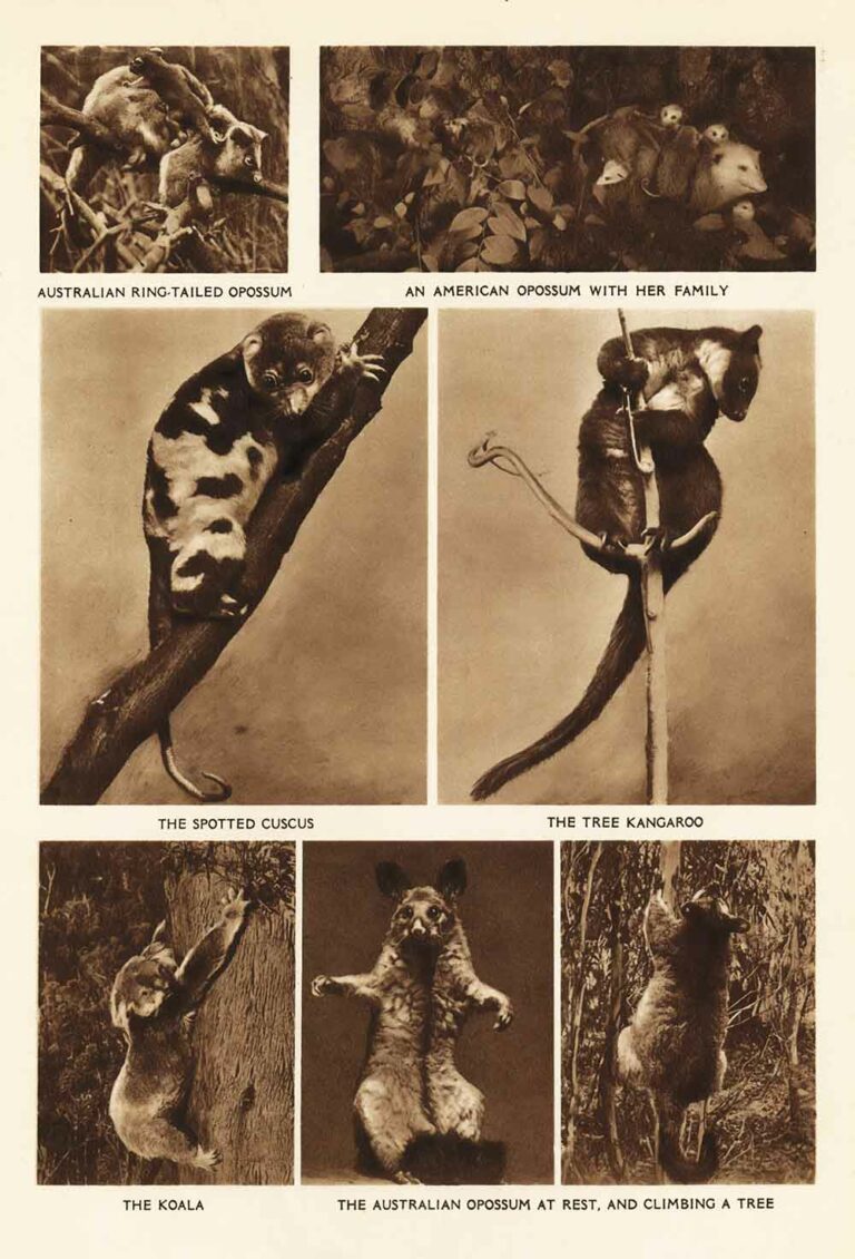 Koala and Possum Animals Vintage Encyclopedia Page 03
