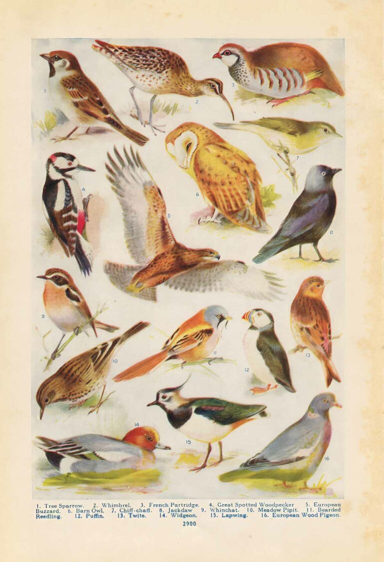 Northern Birds Page 02