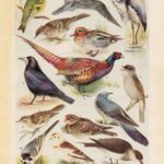 Northern Birds 04 Web
