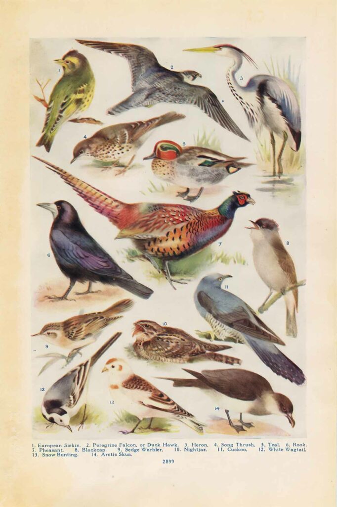Northern Birds 04 Web