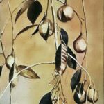 Nutmeg Spice Plant Web