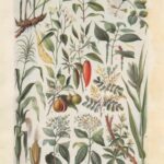 Spice Plants Web