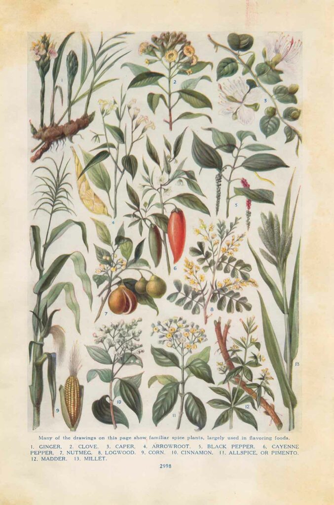 Spice Plants Web